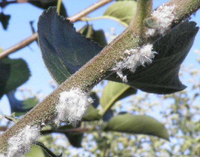 Wooly apple aphid (Eriosoma lanigerum)