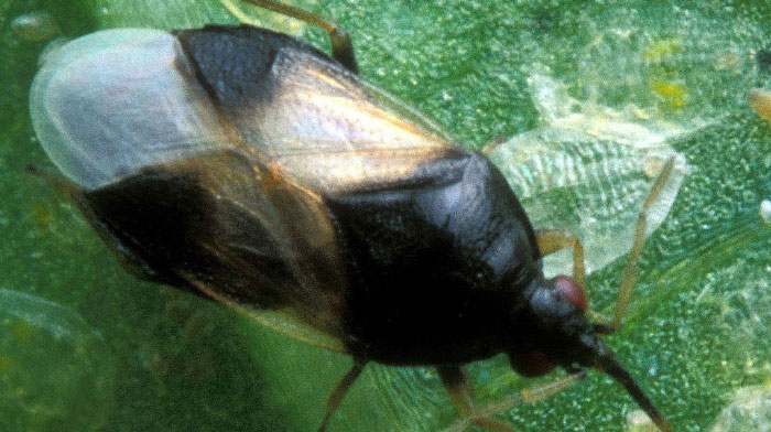 (Orius insidiosus) Foto Wikipedia, author: Jack Dykinga
