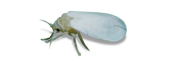 picture of whitefly