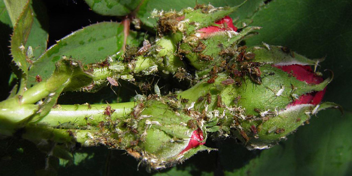Rose with dead aphids (Macrosiphum rosae) – 4 days after application of Siltac EC