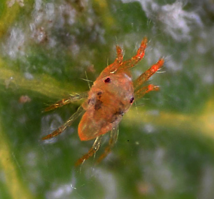 Two-spotted spider mite (Tetranychus urticae)