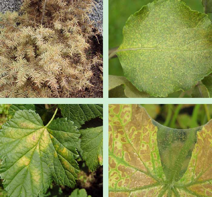 Damages caused by mites on various crops