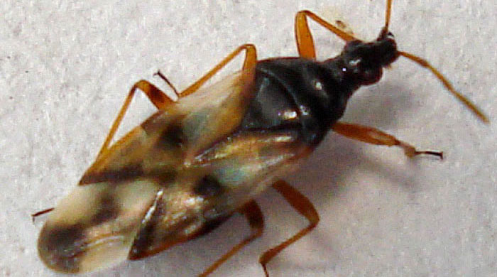 (Anthocoris nemorum) Foto Wikipedia, author: Mick Talbot