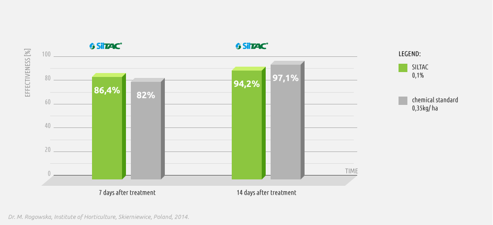 Effectiveness of Siltac in controlling aphids on carrots - chart