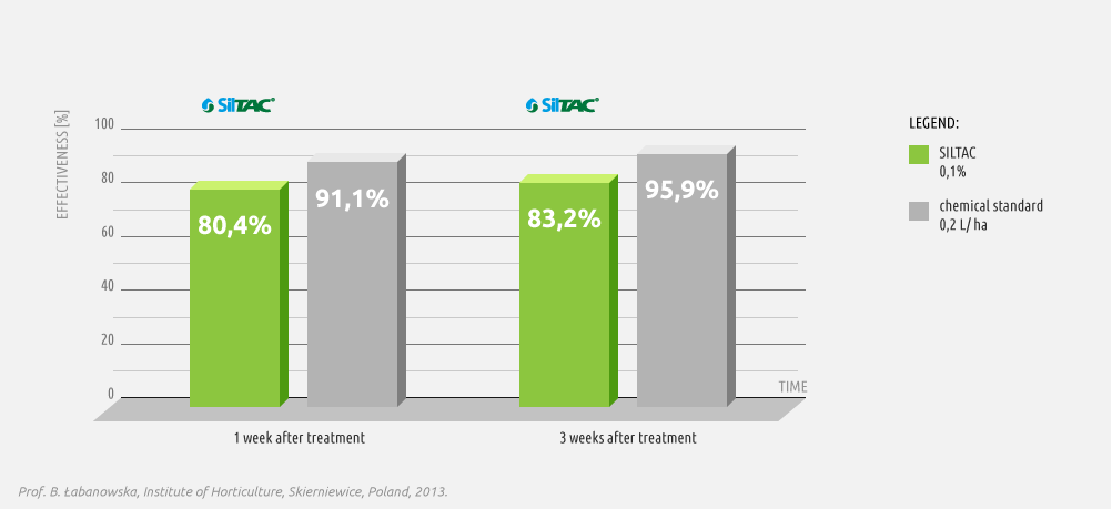 Effectiveness of Siltac in controlling the European fruit lecanium larvae on highbush blueberry - chart